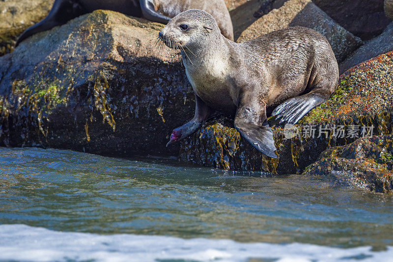 岩石上的海豹(Arctocephalus pusillus)